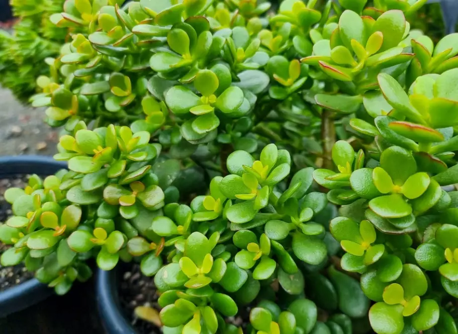 crassula ovata