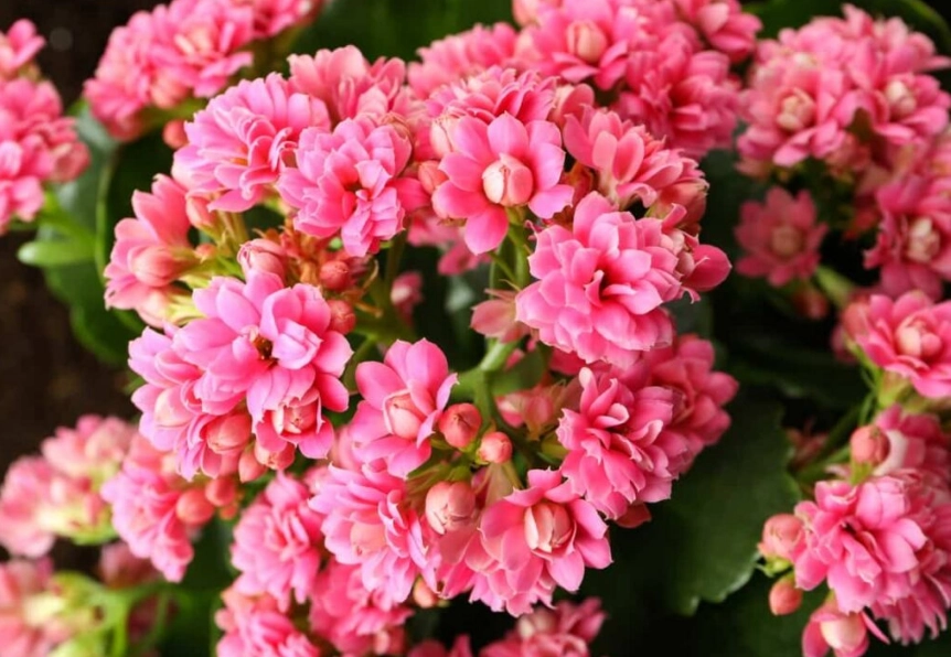 calandiva plant care calandiva plant care