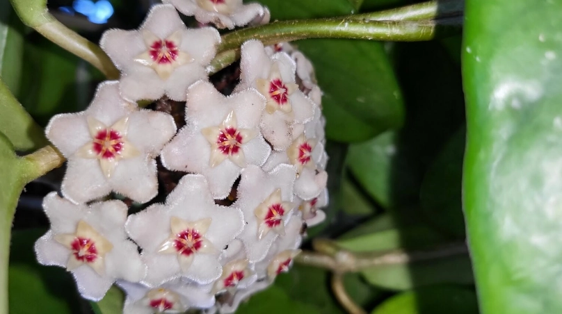 Hoya carnosa