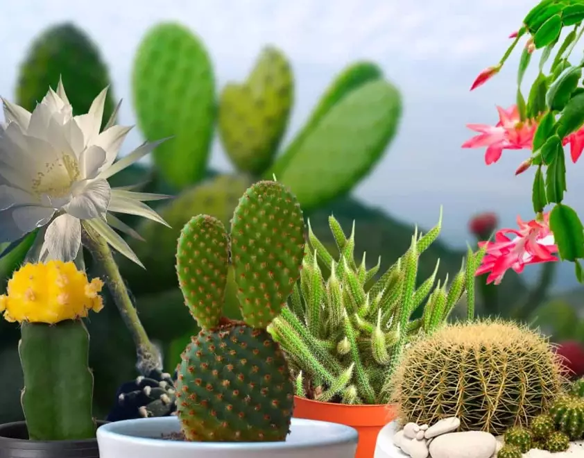 mini cactus potting mini cactus potting