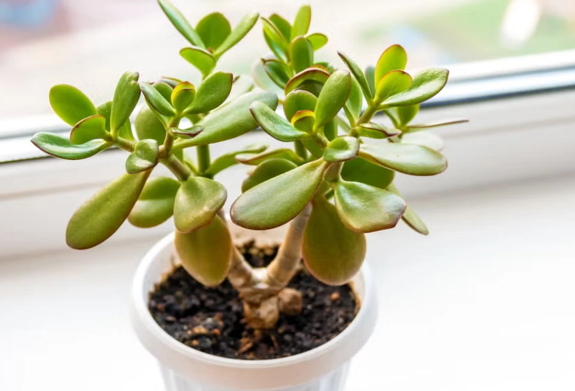 how to care for jade plant