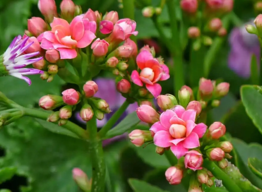 calandiva plant