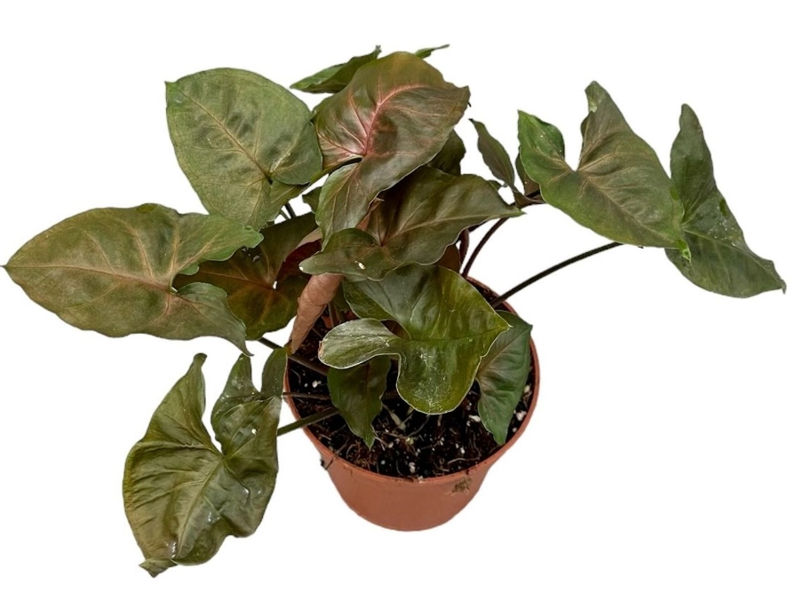 arrowhead plant watering