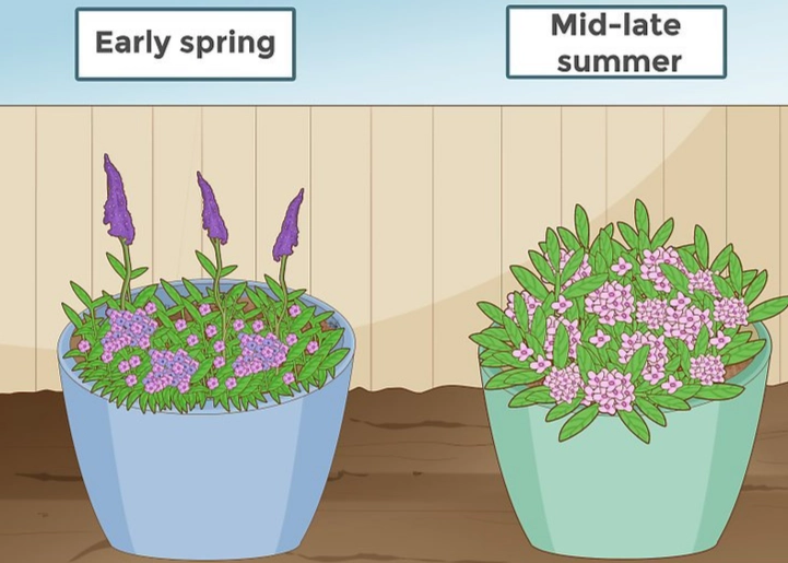 how to prune a butterfly bush how to prune a butterfly bush
