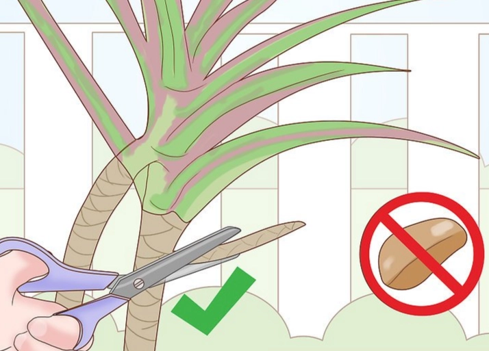dragon tree plant care