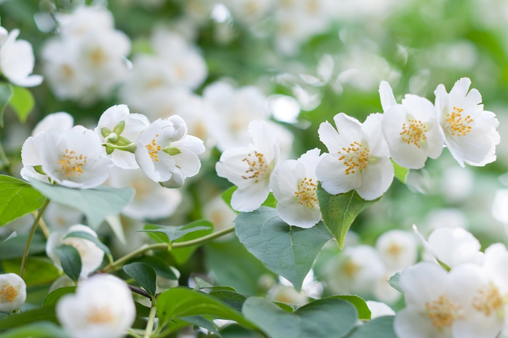 jasmine flower benefits jasmine flower benefits