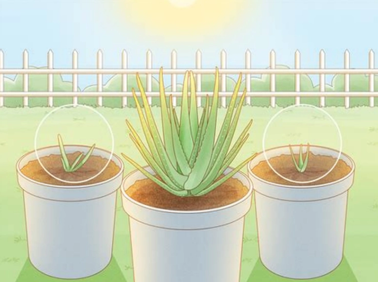 aloe repotting guide
