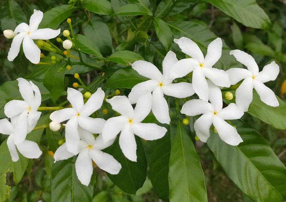 growing white jasmine growing white jasmine