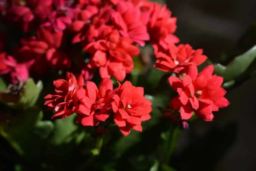 how to grow calandiva how to grow calandiva