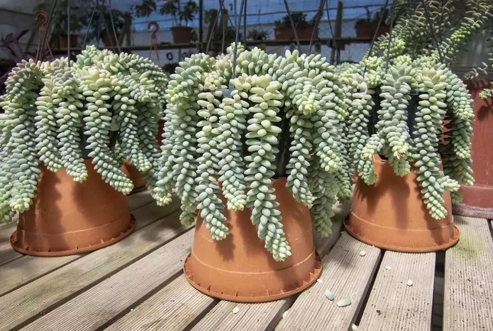 how to hang succulents