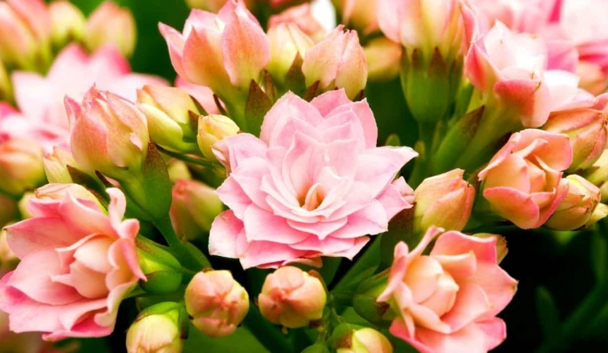 how to grow calandiva how to grow calandiva