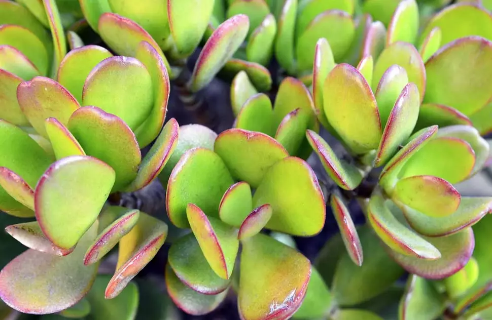 crassula ovata