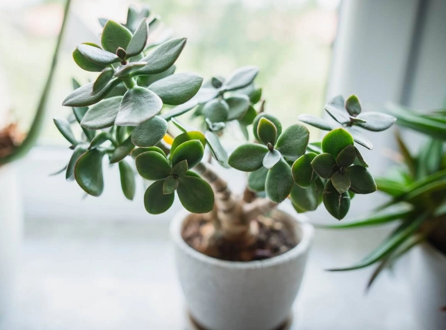 crassula ovata care crassula ovata care