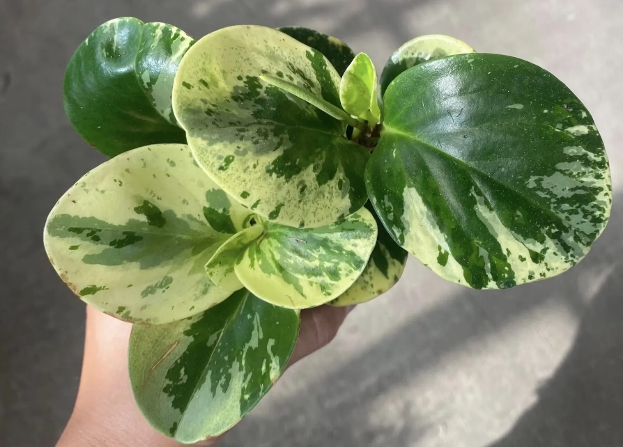 easy houseplants easy houseplants