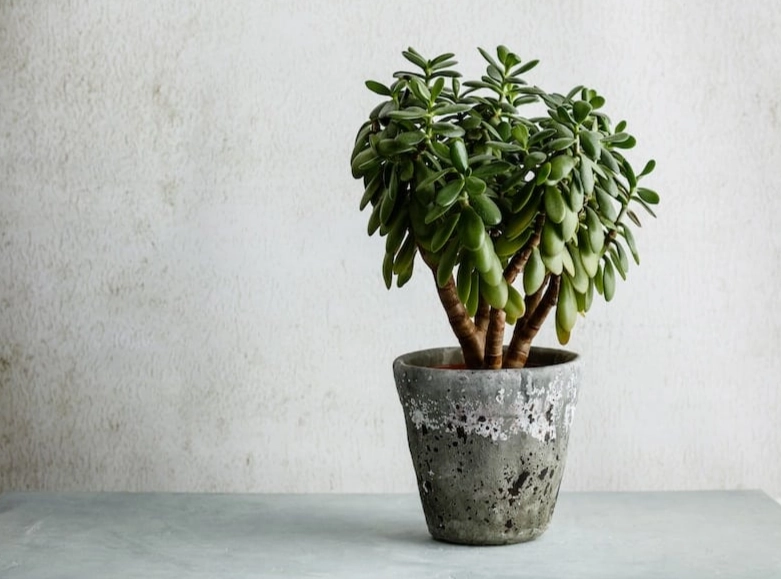 jade plant care