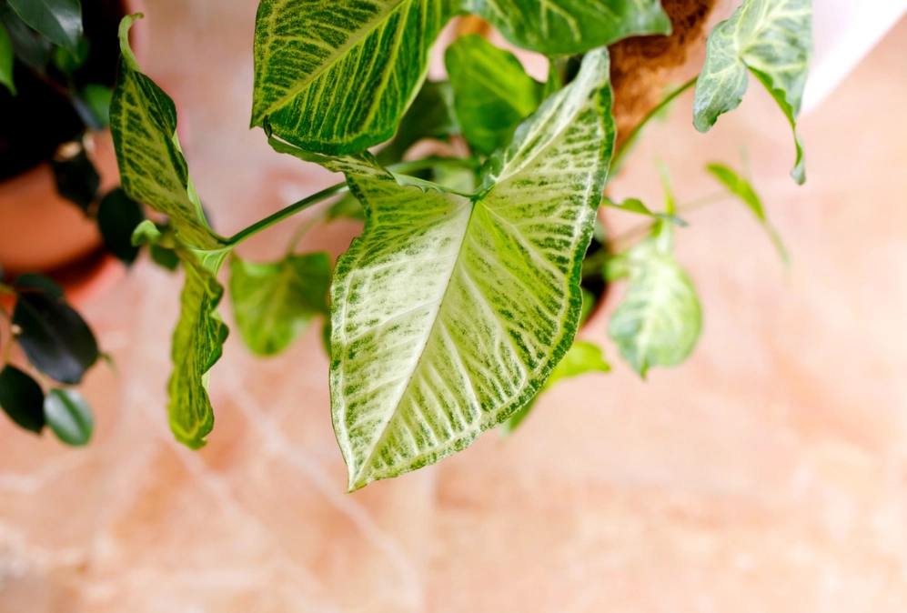 syngonium plant care