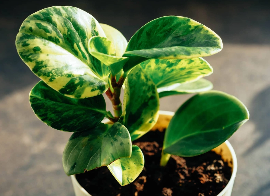 easy houseplants easy houseplants