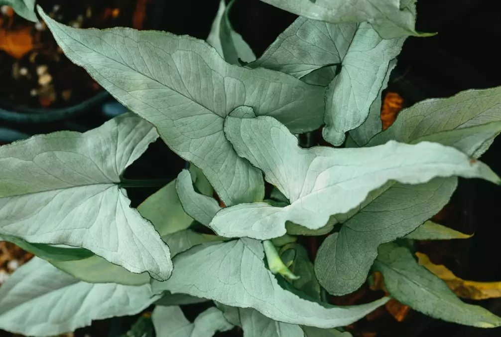 indoor plant propagation