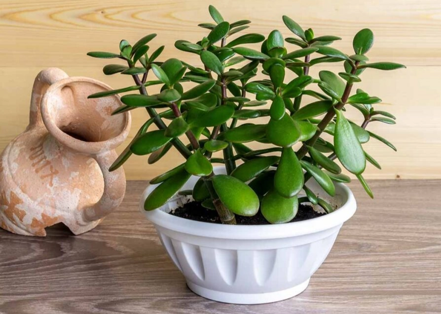 jade plant care jade plant care