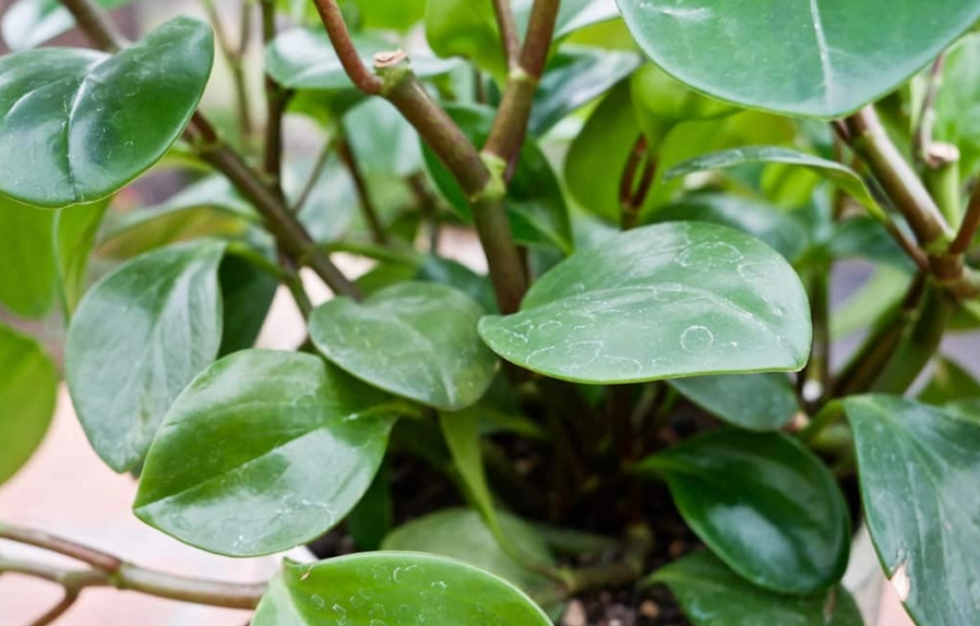 peperomia obtusifolia care peperomia obtusifolia care