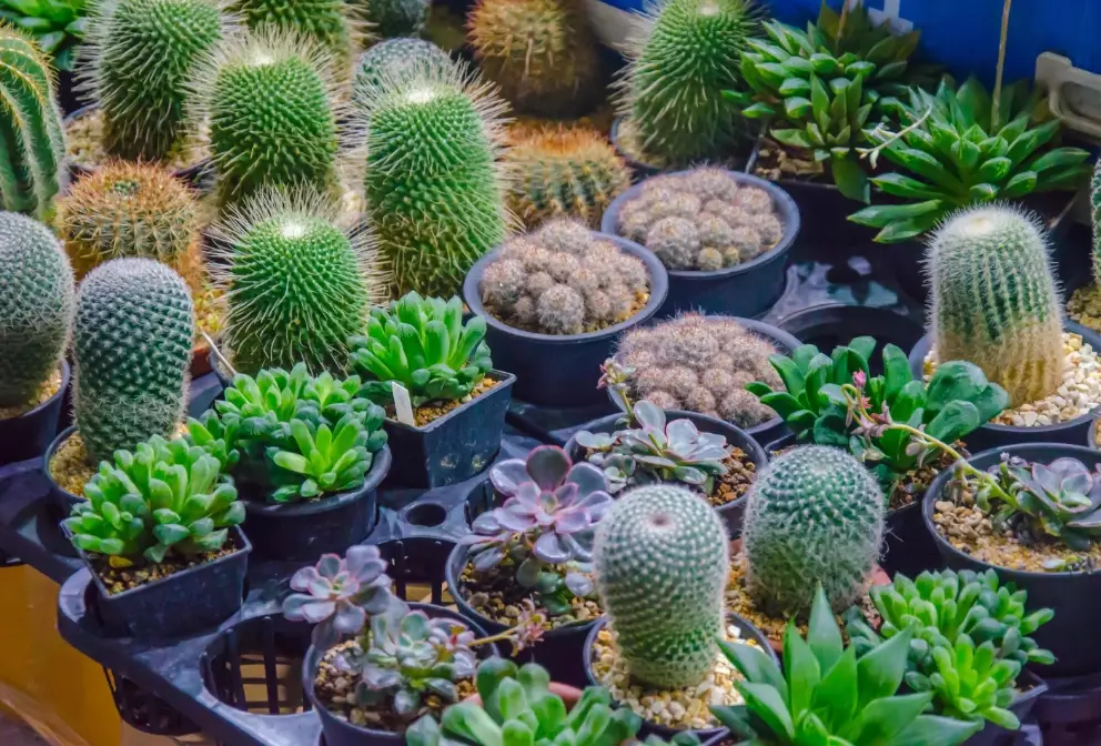 small cactus plants