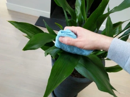 indoor plant cleaning indoor plant cleaning