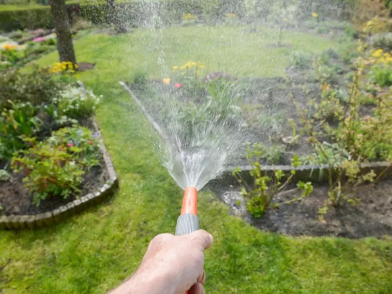 How Often to Water Plants: The Ultimate Guide to Get It Right